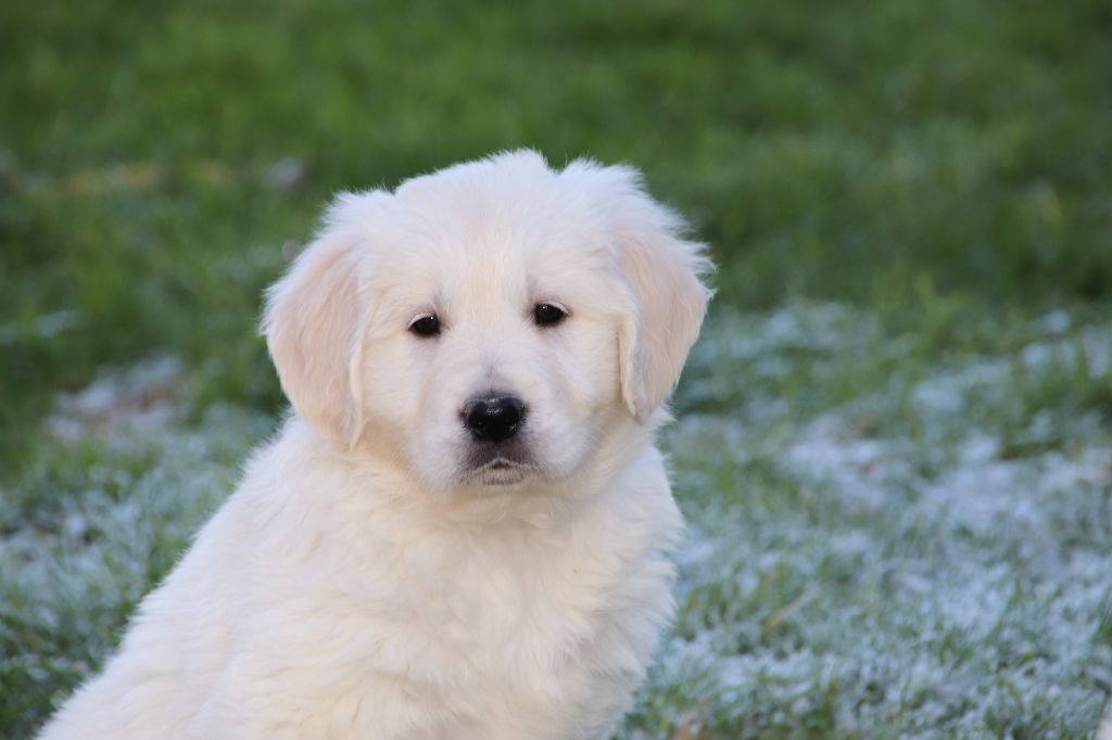 De La Lisardière - Chiot disponible  - Golden Retriever