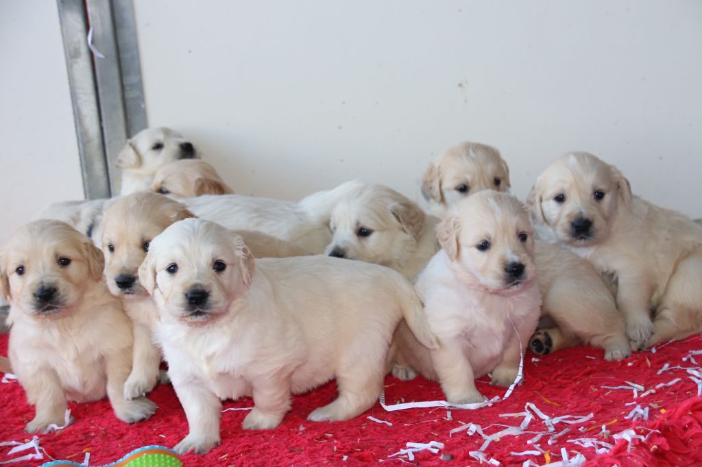 chiot Golden Retriever De La Lisardière