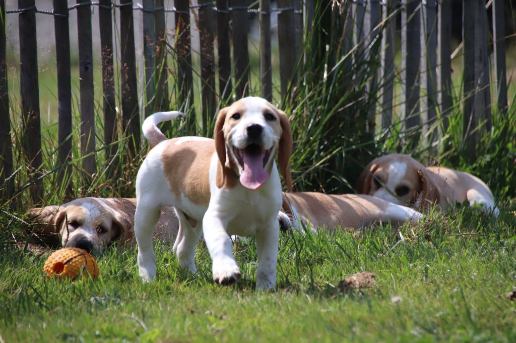 De La Lisardière - Chiot disponible  - Beagle