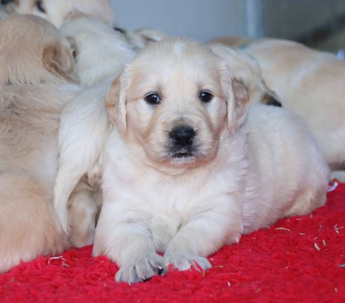 De La Lisardière - Chiot disponible  - Golden Retriever