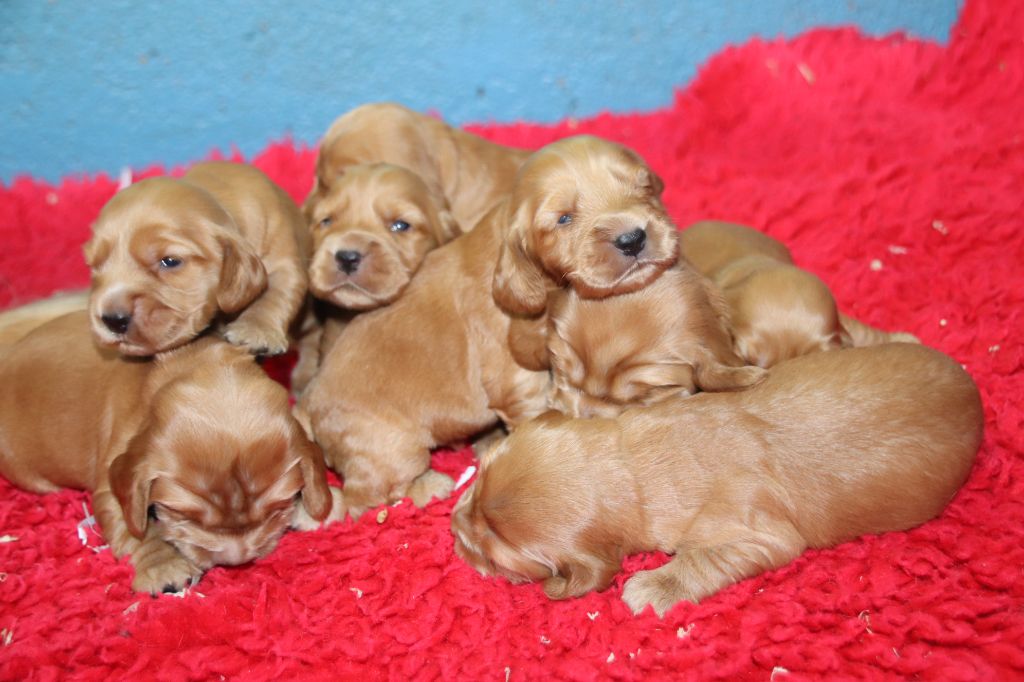 chiot Cocker Spaniel Anglais De La Lisardière