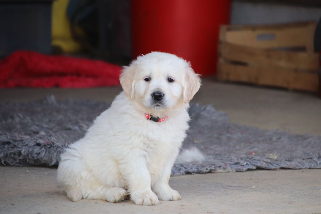 De La Lisardière - Chiot disponible  - Golden Retriever