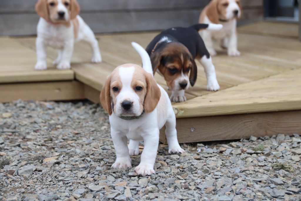 De La Lisardière - Chiot disponible  - Beagle