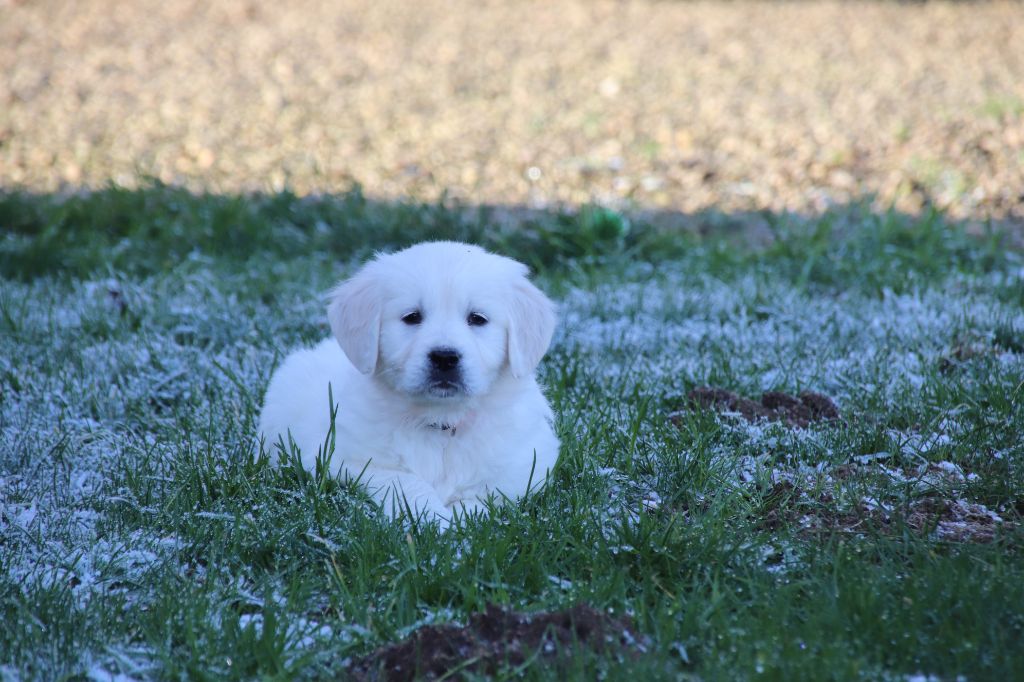 De La Lisardière - Chiot disponible  - Golden Retriever