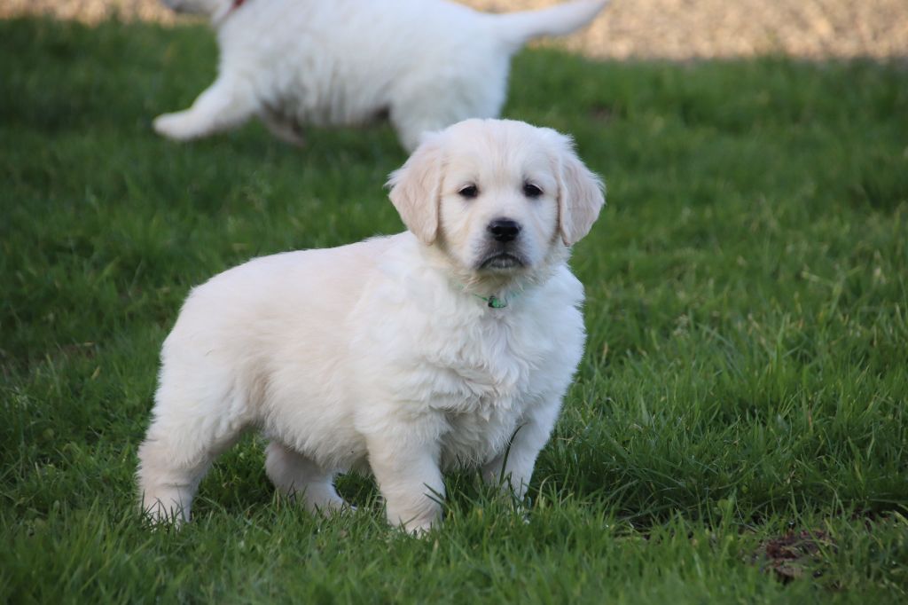 De La Lisardière - Chiot disponible  - Golden Retriever