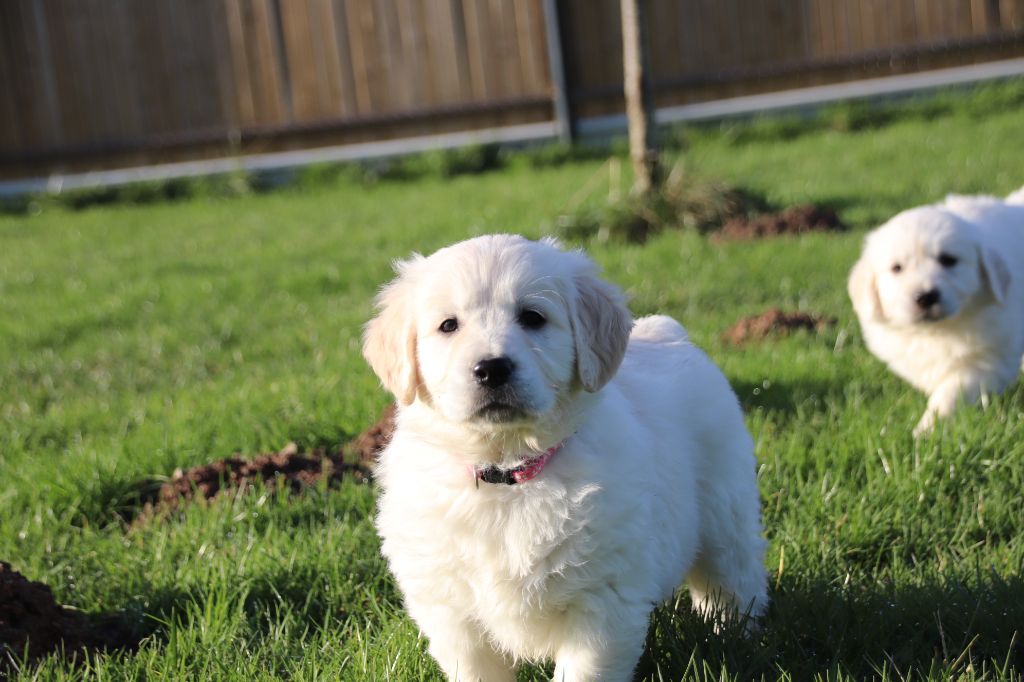 De La Lisardière - Chiot disponible  - Golden Retriever