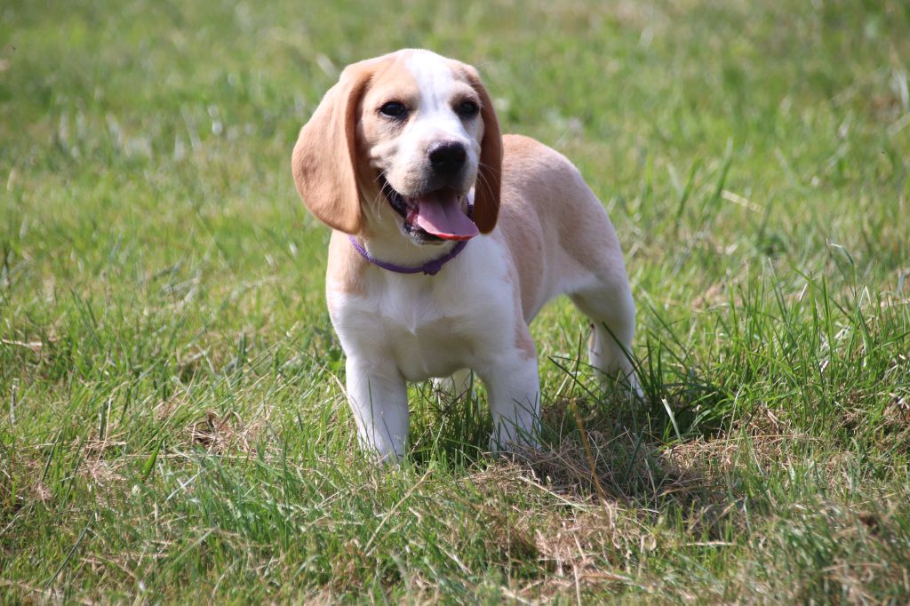 De La Lisardière - Chiot disponible  - Beagle