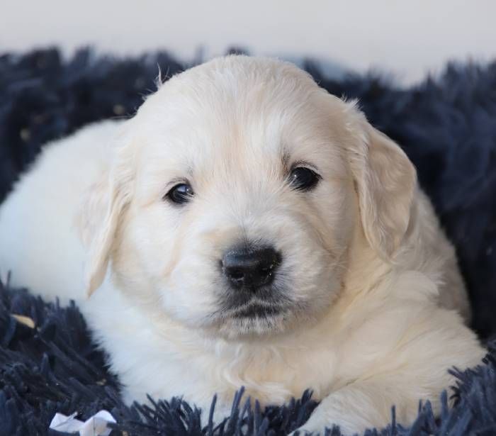 De La Lisardière - Chiot disponible  - Golden Retriever