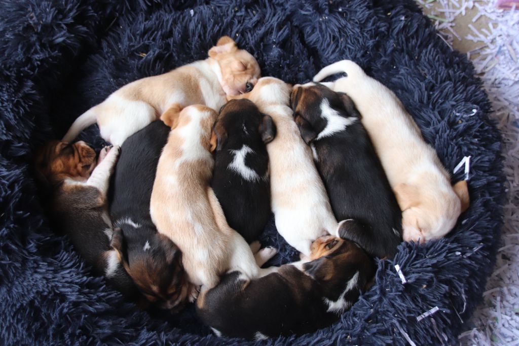 chiot Beagle De La Lisardière