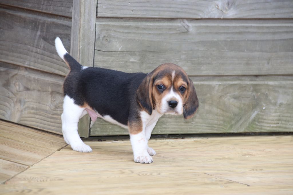 De La Lisardière - Chiot disponible  - Beagle