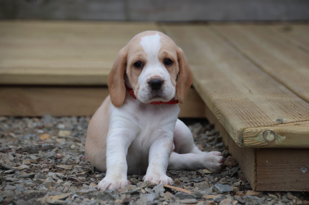 De La Lisardière - Chiot disponible  - Beagle