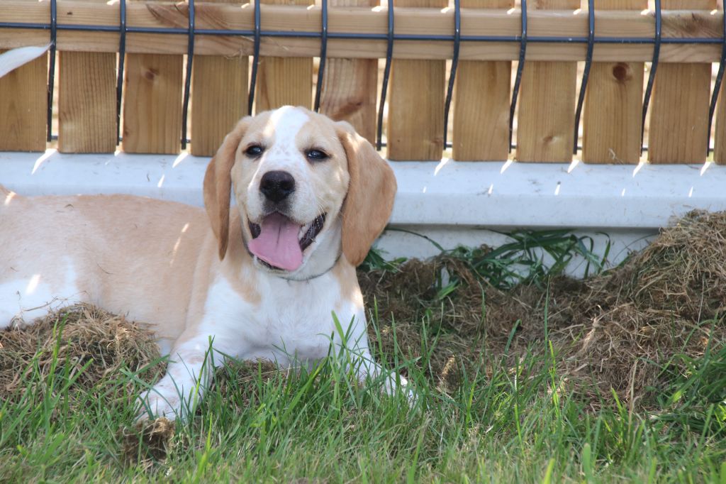 De La Lisardière - Chiot disponible  - Beagle