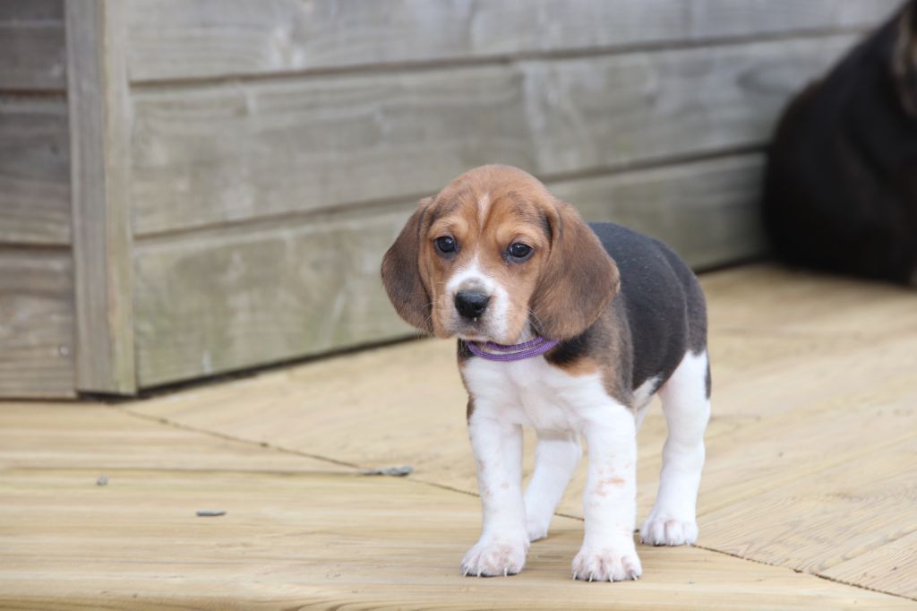 De La Lisardière - Chiot disponible  - Beagle