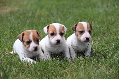 De La Lisardière - Jack Russell Terrier - Portée née le 09/06/2023