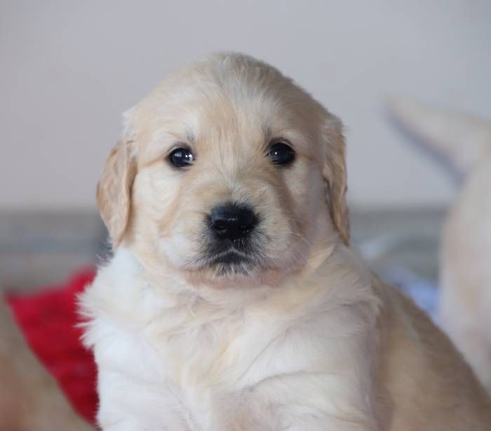 De La Lisardière - Chiot disponible  - Golden Retriever