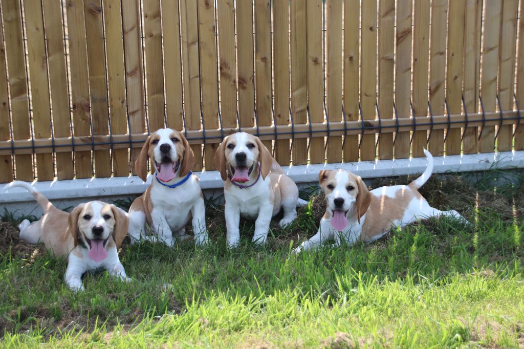 chiot Beagle De La Lisardière