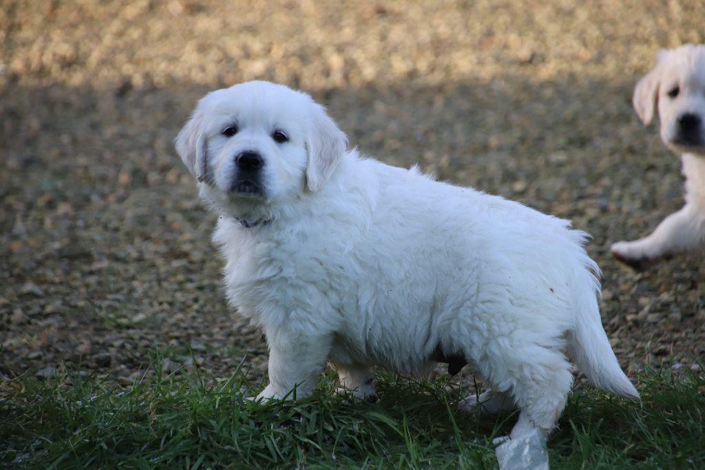 De La Lisardière - Chiot disponible  - Golden Retriever