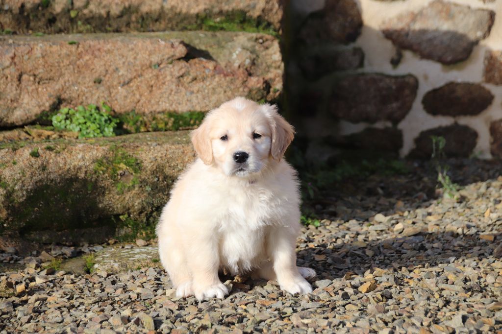 De La Lisardière - Chiot disponible  - Golden Retriever