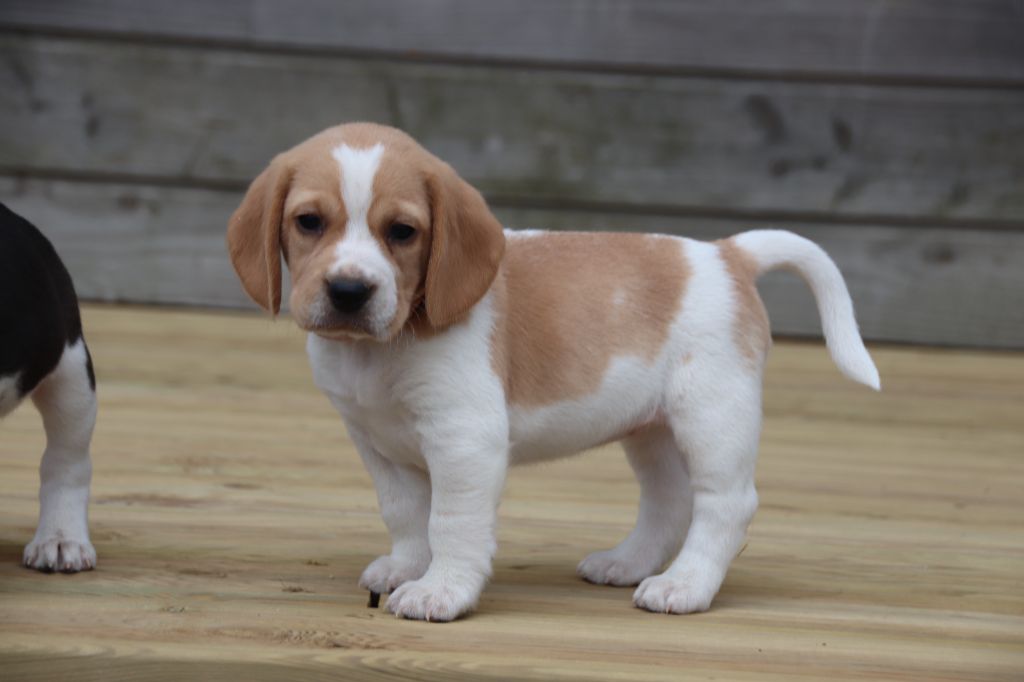 De La Lisardière - Chiot disponible  - Beagle