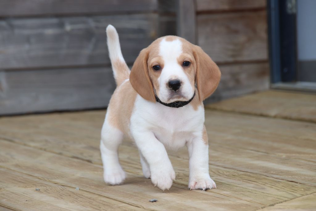 De La Lisardière - Chiot disponible  - Beagle