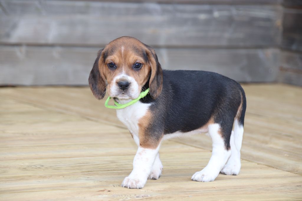 De La Lisardière - Chiot disponible  - Beagle