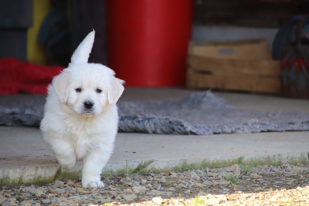 De La Lisardière - Chiot disponible  - Golden Retriever