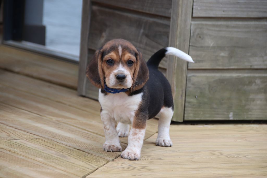 De La Lisardière - Chiot disponible  - Beagle