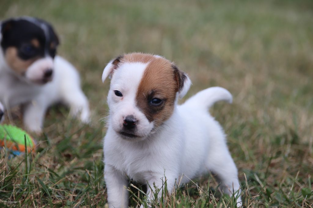 De La Lisardière - Chiots disponibles - Jack Russell Terrier
