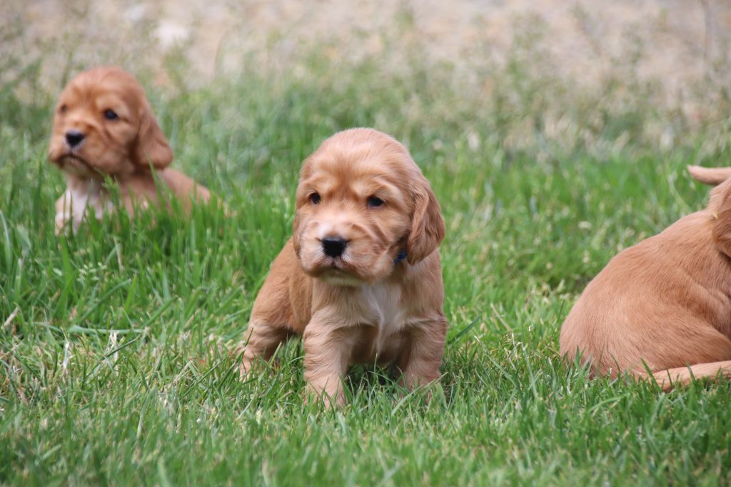 De La Lisardière - Cocker Spaniel Anglais - Portée née le 16/05/2025