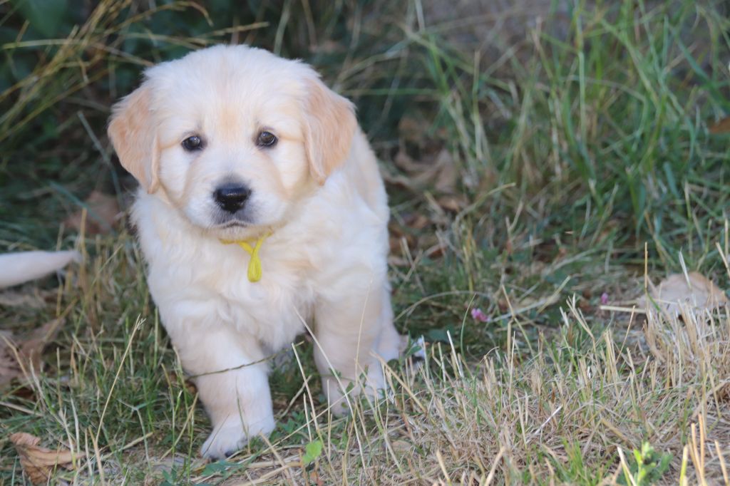 De La Lisardière - Chiots disponibles - Golden Retriever