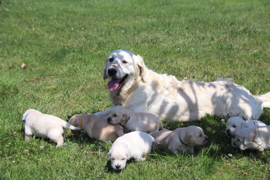 Chiot Golden Retriever De La Lisardière