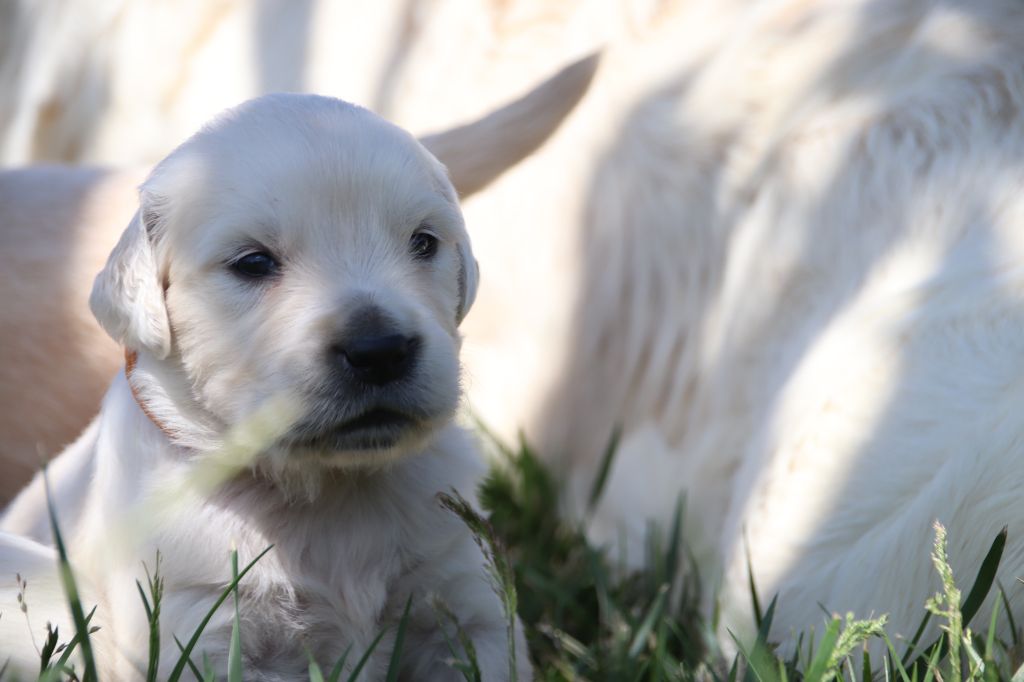 De La Lisardière - Chiots disponibles - Golden Retriever