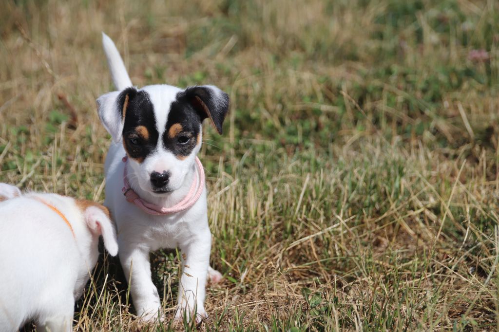 De La Lisardière - Chiots disponibles - Jack Russell Terrier