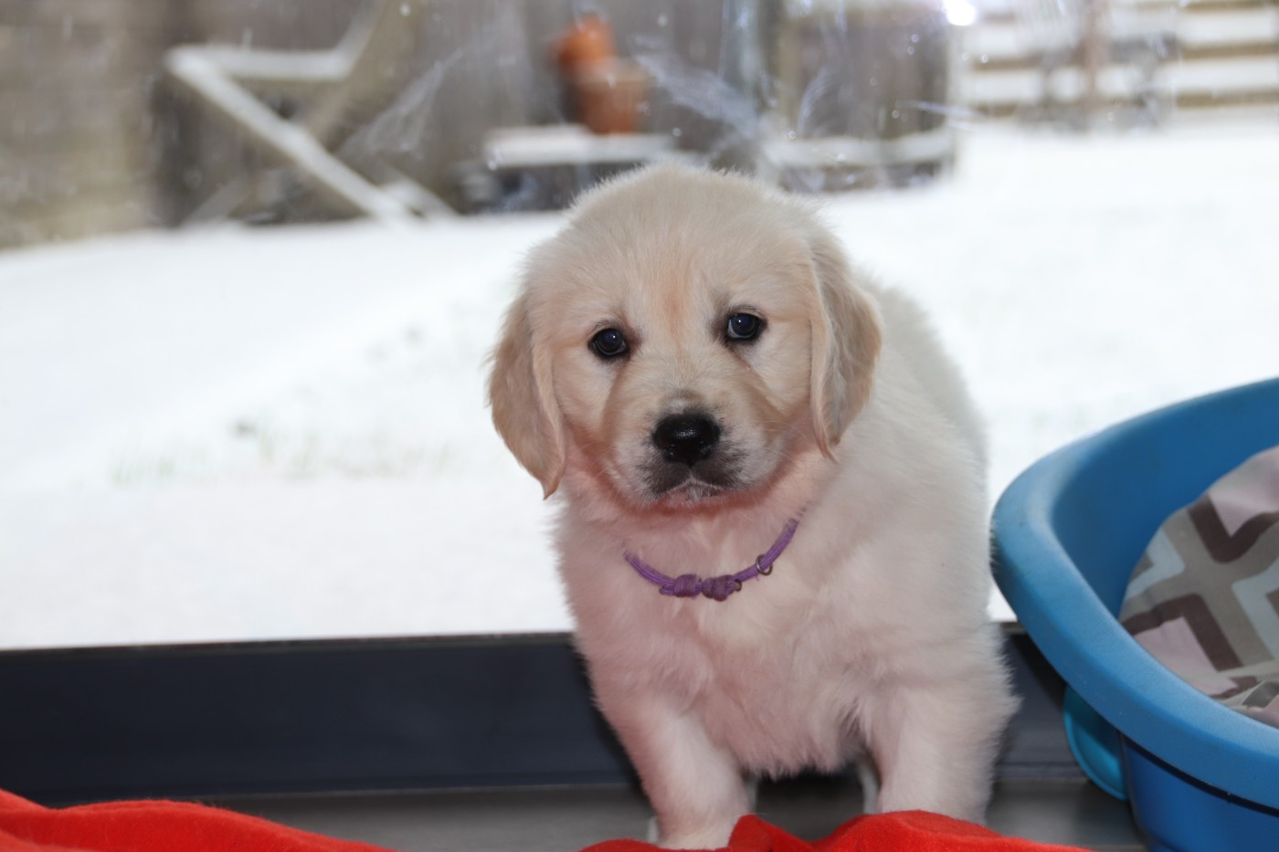 De La Lisardière - Chiots disponibles - Golden Retriever