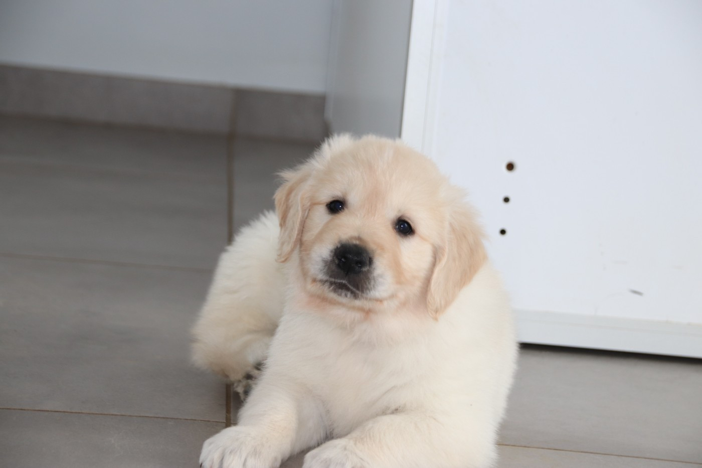 De La Lisardière - Chiots disponibles - Golden Retriever