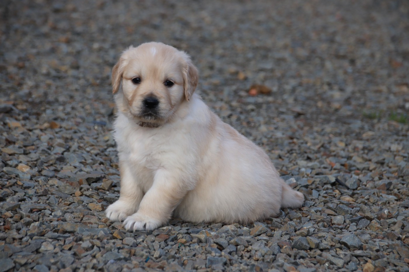 De La Lisardière - Chiots disponibles - Golden Retriever