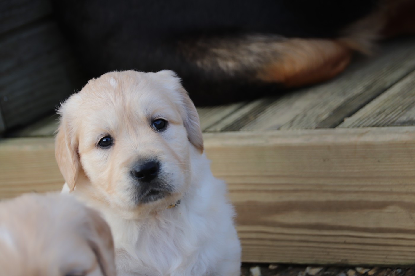 De La Lisardière - Chiots disponibles - Golden Retriever