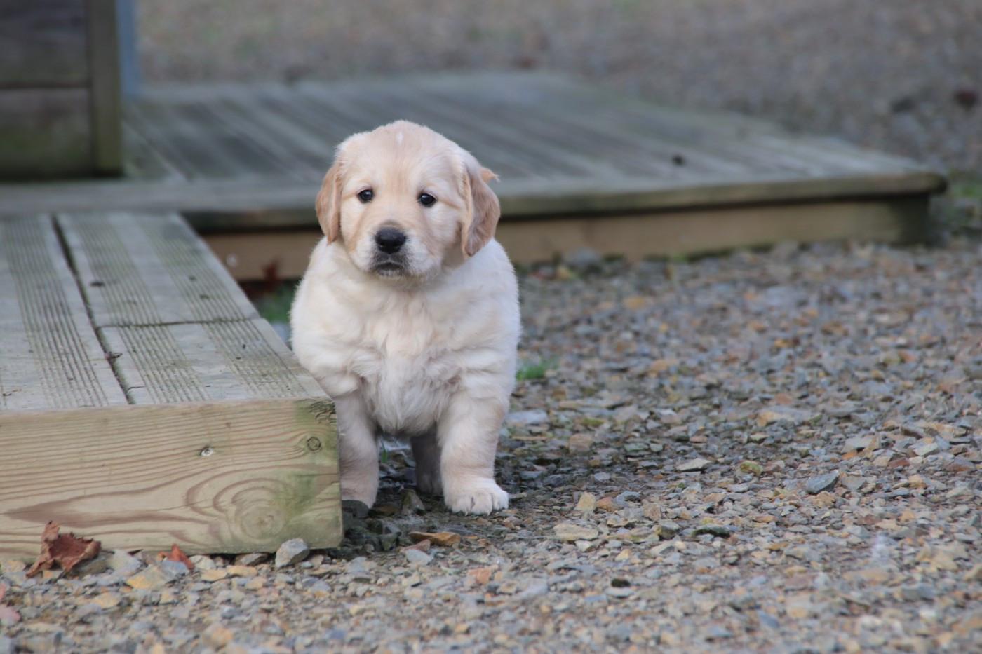 De La Lisardière - Chiots disponibles - Golden Retriever