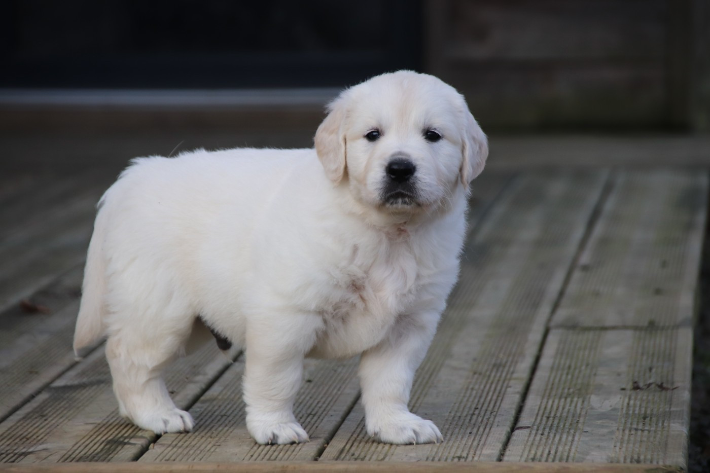 De La Lisardière - Chiots disponibles - Golden Retriever