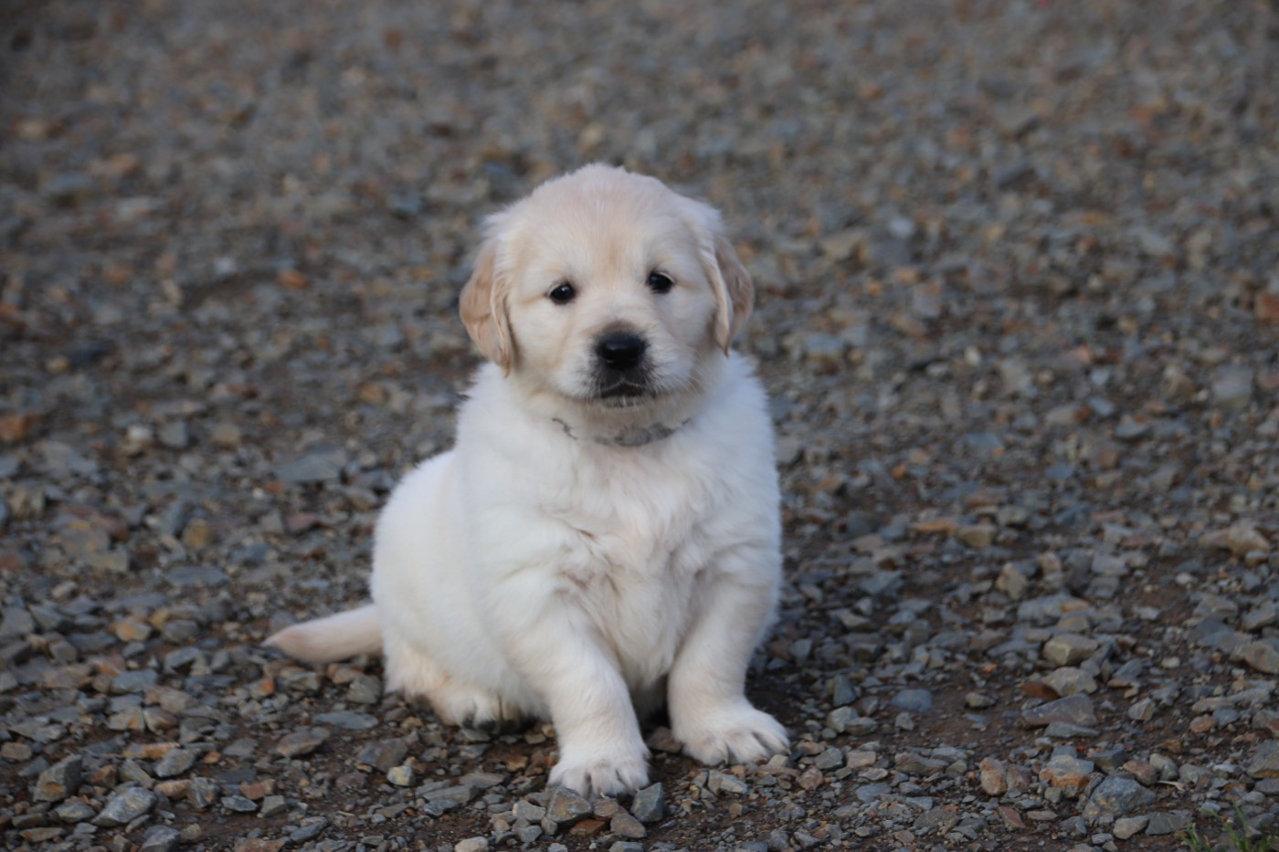 De La Lisardière - Chiots disponibles - Golden Retriever