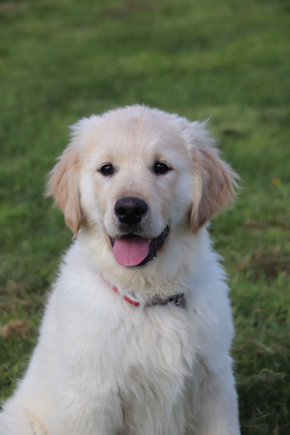 De La Lisardière - Chiots disponibles - Golden Retriever