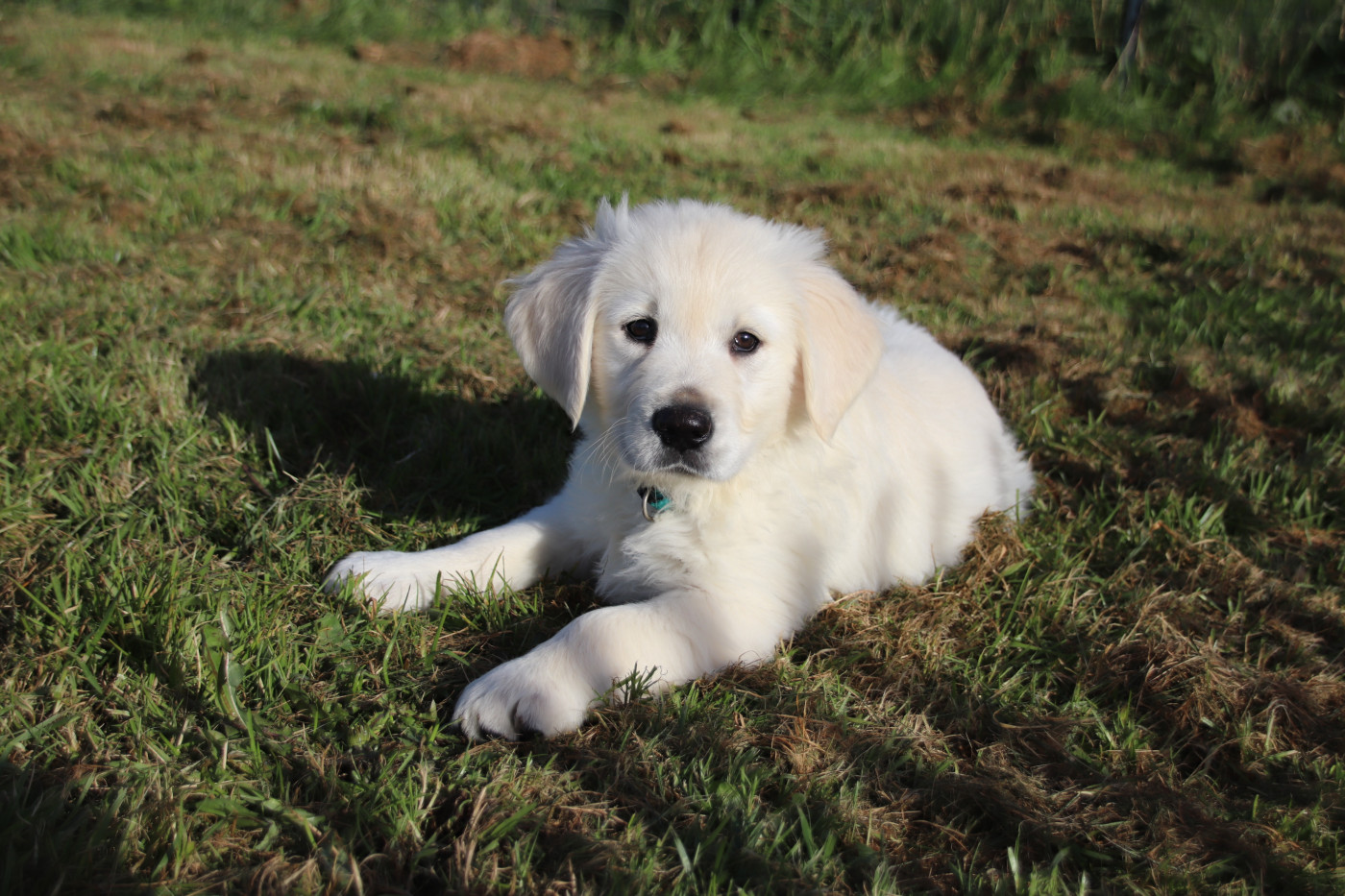 De La Lisardière - Chiots disponibles - Golden Retriever