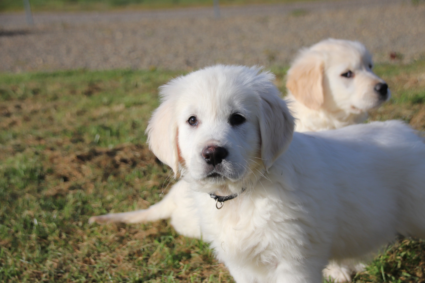 De La Lisardière - Chiots disponibles - Golden Retriever