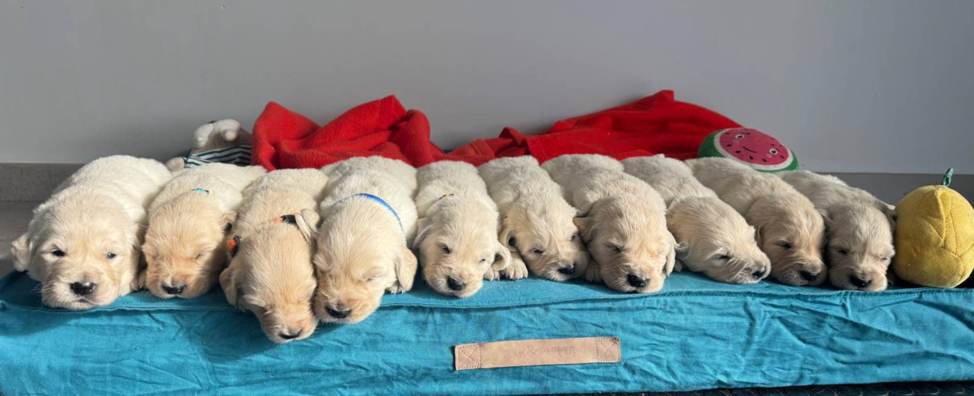 Chiot Golden Retriever De La Lisardière