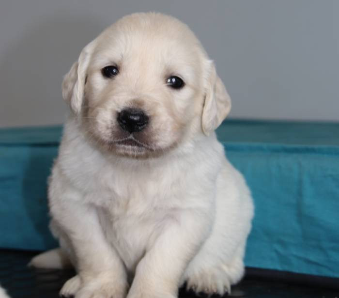 De La Lisardière - Chiots disponibles - Golden Retriever