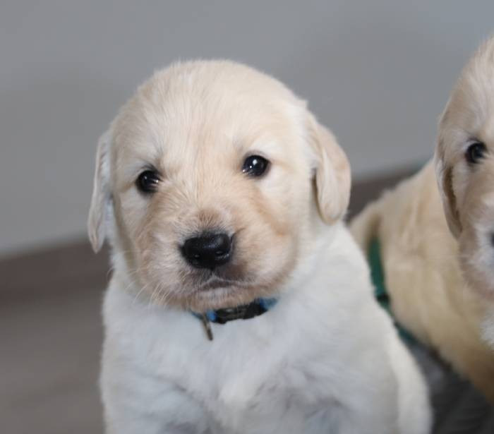 De La Lisardière - Chiots disponibles - Golden Retriever