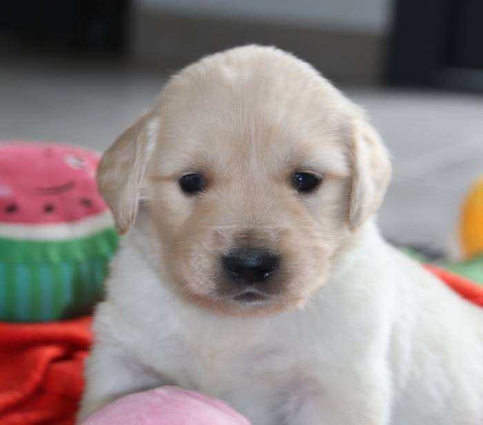 De La Lisardière - Chiots disponibles - Golden Retriever