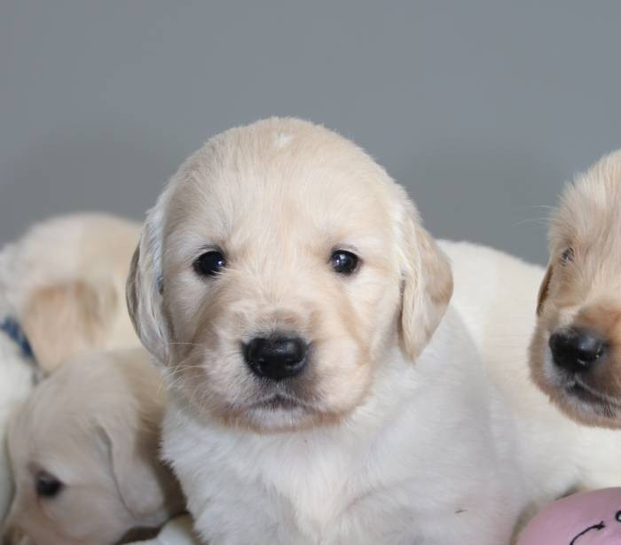 De La Lisardière - Chiots disponibles - Golden Retriever