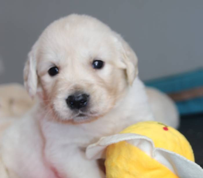 De La Lisardière - Chiots disponibles - Golden Retriever