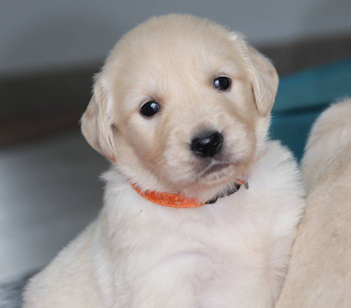 De La Lisardière - Chiots disponibles - Golden Retriever